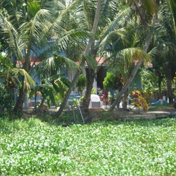 Alleppey Village