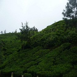 Munnar