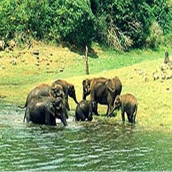 Periyar